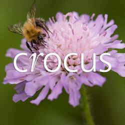 Crocus logo